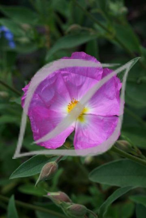 Cistus x 'Blushing Peggy Sammons'