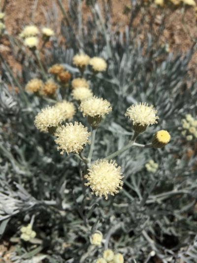 Senecio viravira