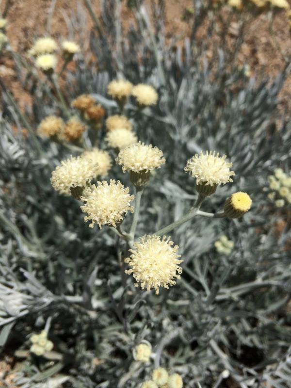 Senecio viravira