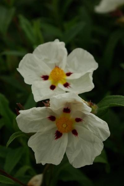Cistus x 'Ann Baker'
