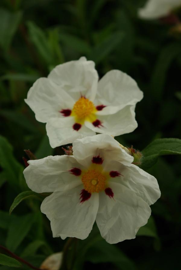 Cistus x 'Ann Baker'