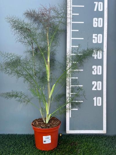 Foeniculum vulgare 'Purpureum'