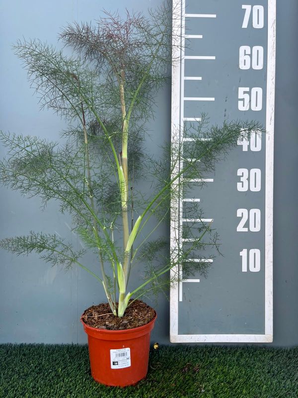 Foeniculum vulgare 'Purpureum'