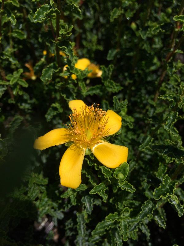 Hypericum balearicum