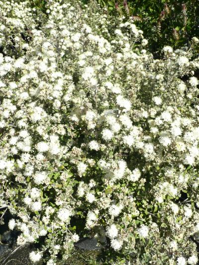 Phebalium squamulosum ssp. argenteum