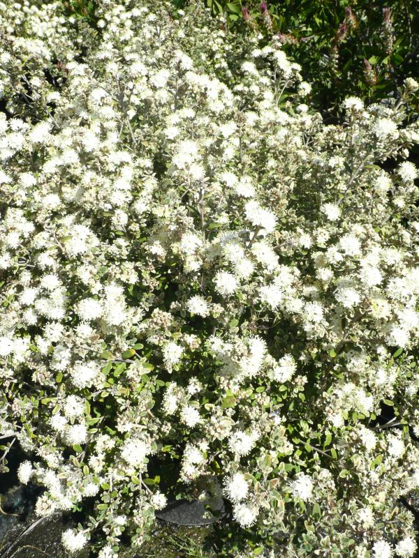 Phebalium squamulosum ssp. argenteum