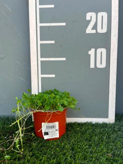 Dichondra repens