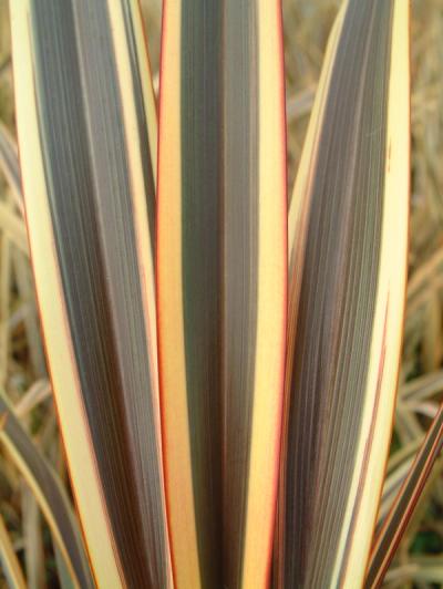 Phormium 'Alison Blackman'