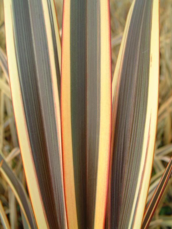 Phormium 'Alison Blackman'