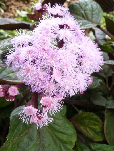 Bartlettina sordida (Eupatorium)