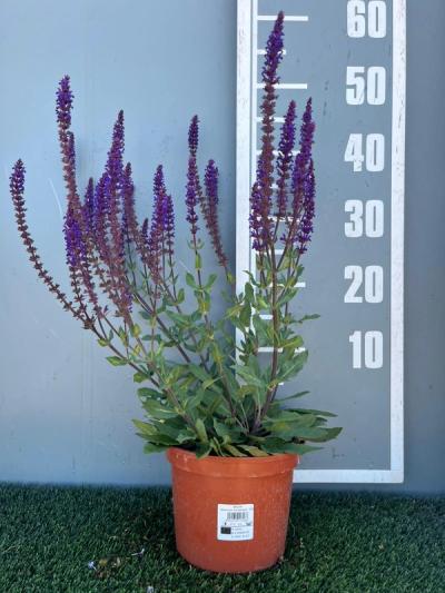 Salvia nemorosa