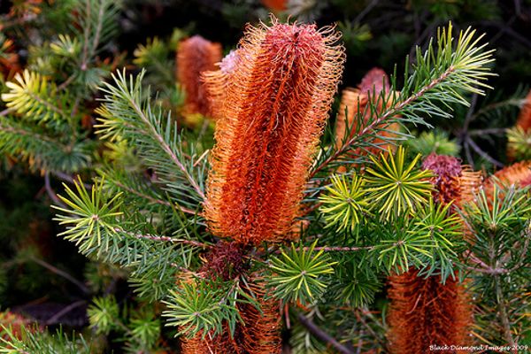 Banksia ericifolia