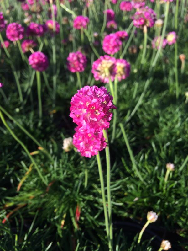 Armeria maritima