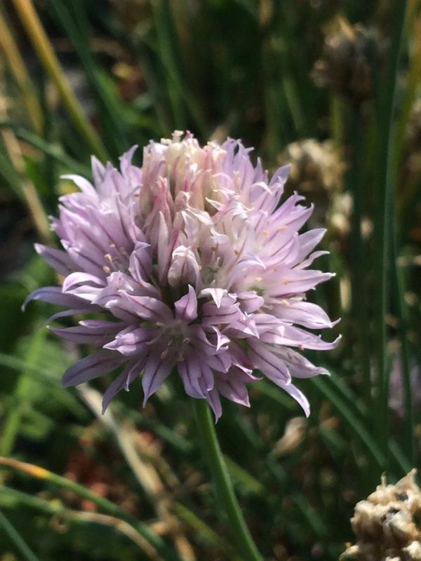 Allium schoenoprasum
