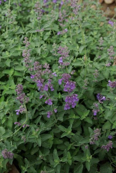 Nepeta 'Six Hills Giants'