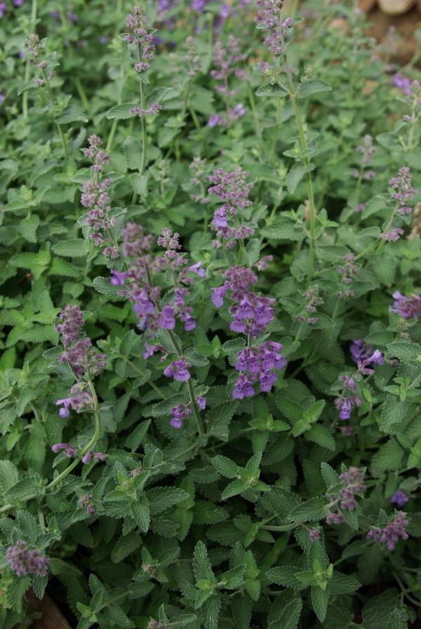 Nepeta 'Six Hills Giants'