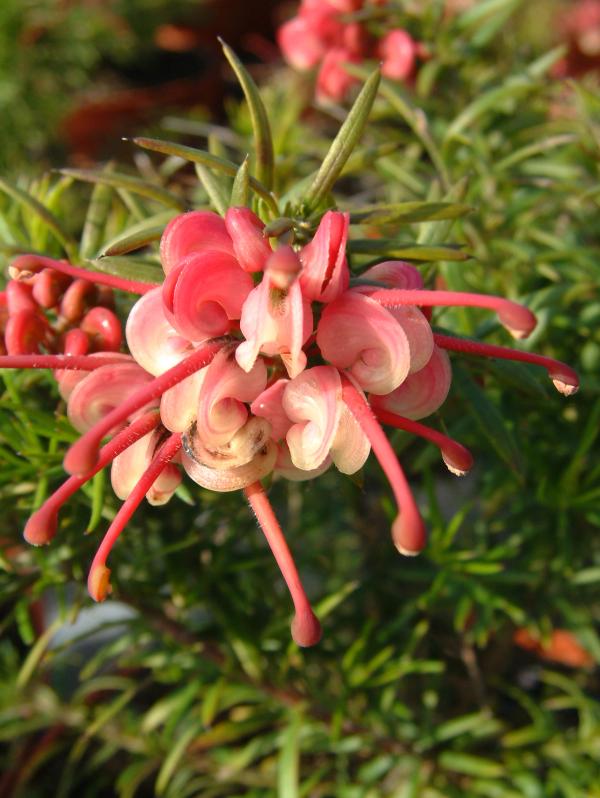 Grevillea rosmarinifolia 'Jenkinsii'
