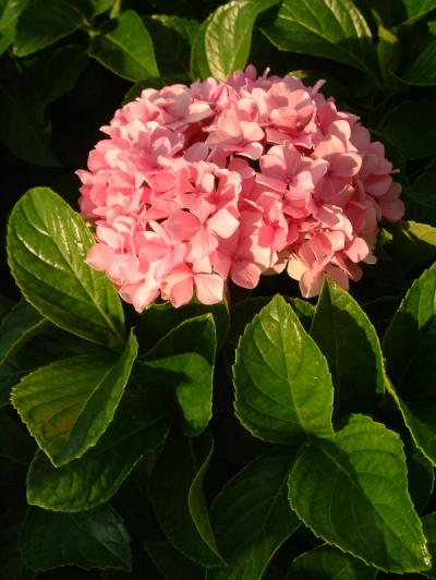 Hydrangea macrophylla