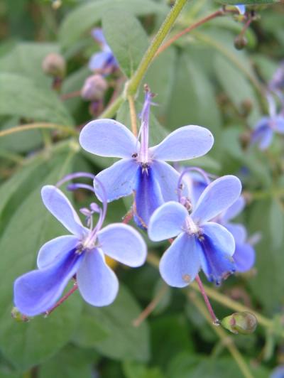 Clerodendrum myricoides 'Ugandensis'