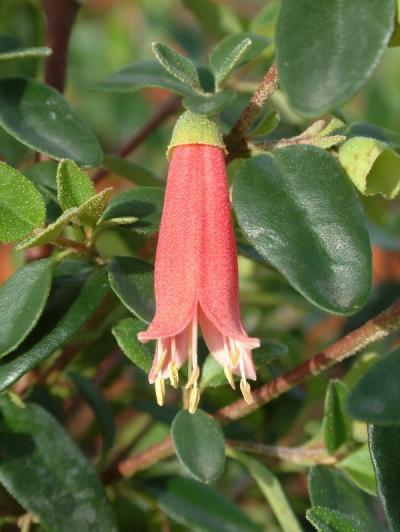 Correa 'Dusky Bells'