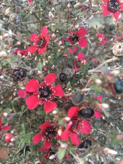 Leptospermum scoparium 'Kiwi'