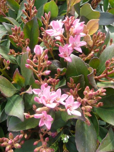 Rhaphiolepis x delacourii 'Coates Crimson'