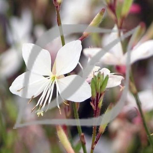 Gaura lindheimeri Belleza 'White' ®