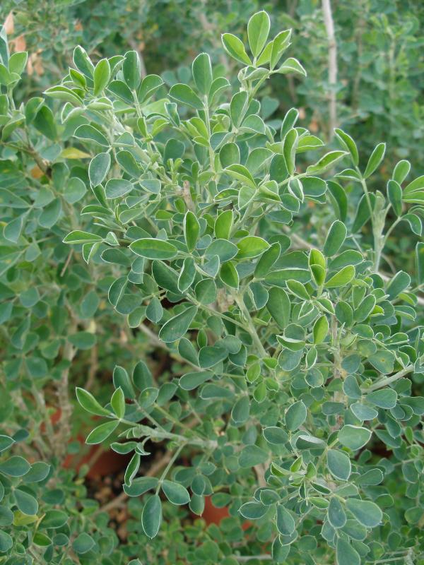 Medicago arborea
