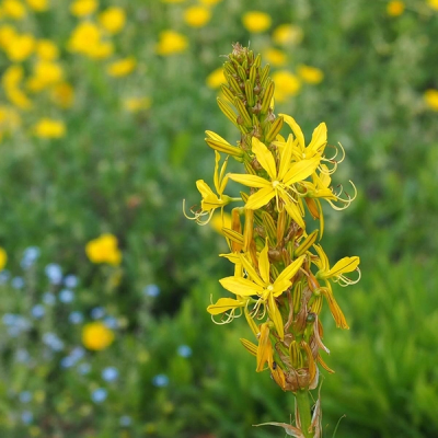 Asphodeline lutea