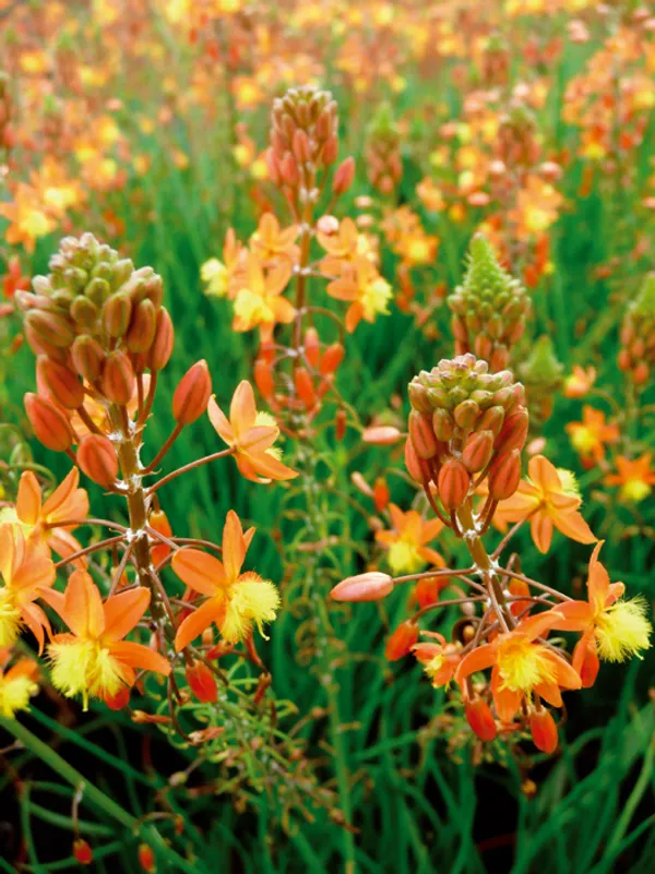 Bulbine frutescens 'Hallmark'
