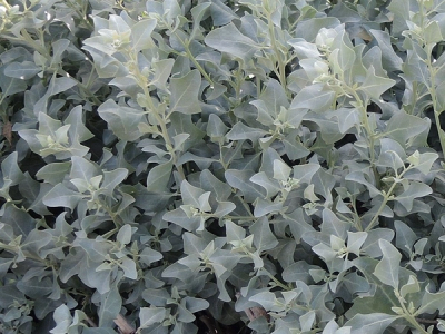 Atriplex halimus