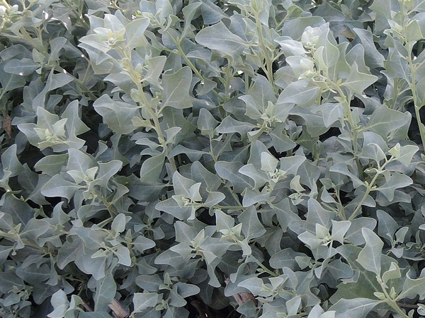 Atriplex halimus