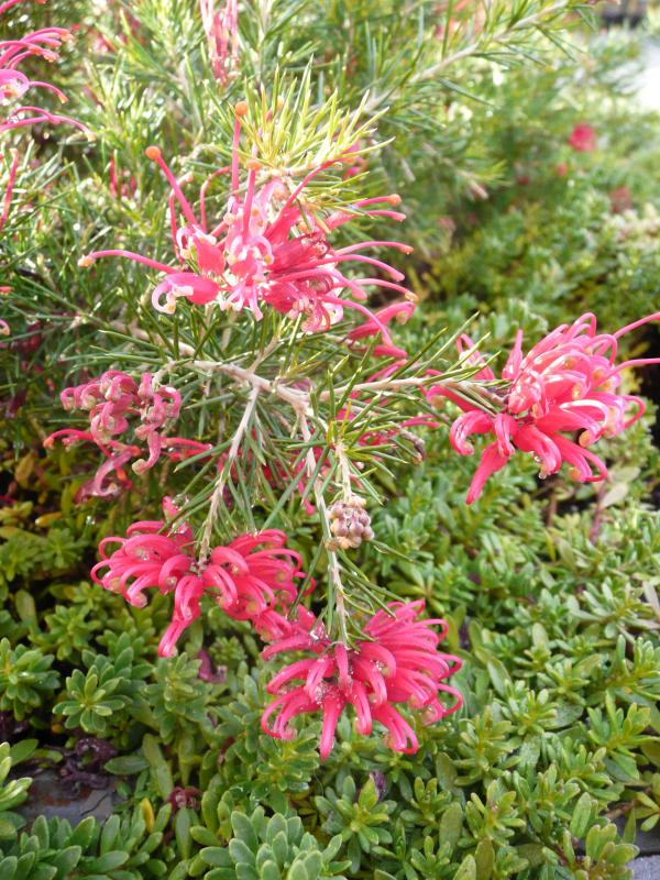 Grevillea 'Scarlet Sprite' ®