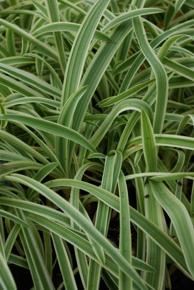 Agapanthus 'Tinkerbell'