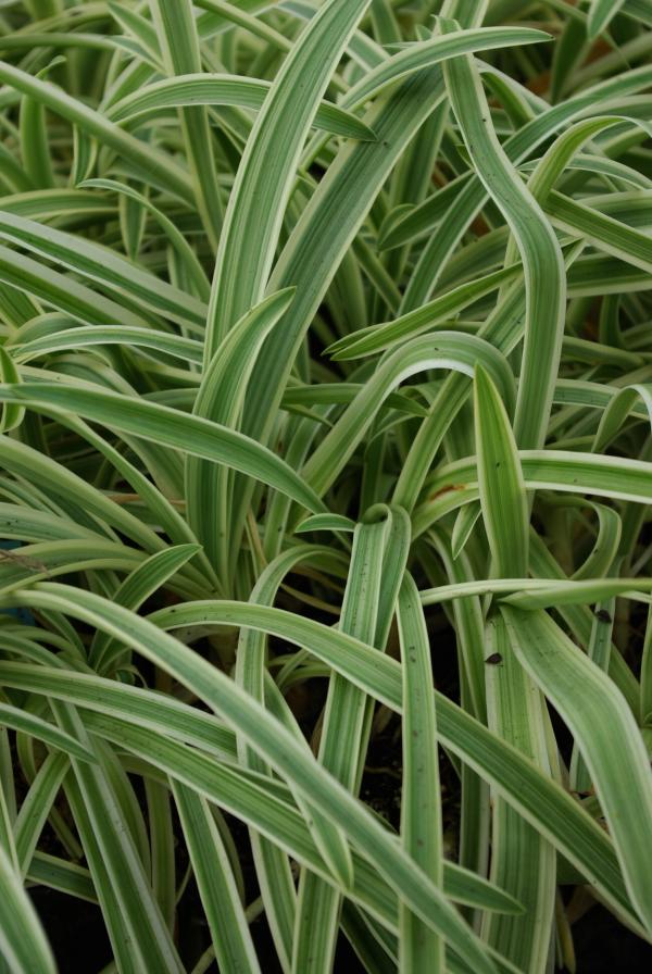 Agapanthus 'Tinkerbell'