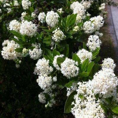 Ceanothus thrysiforus 'Snow Flurry'