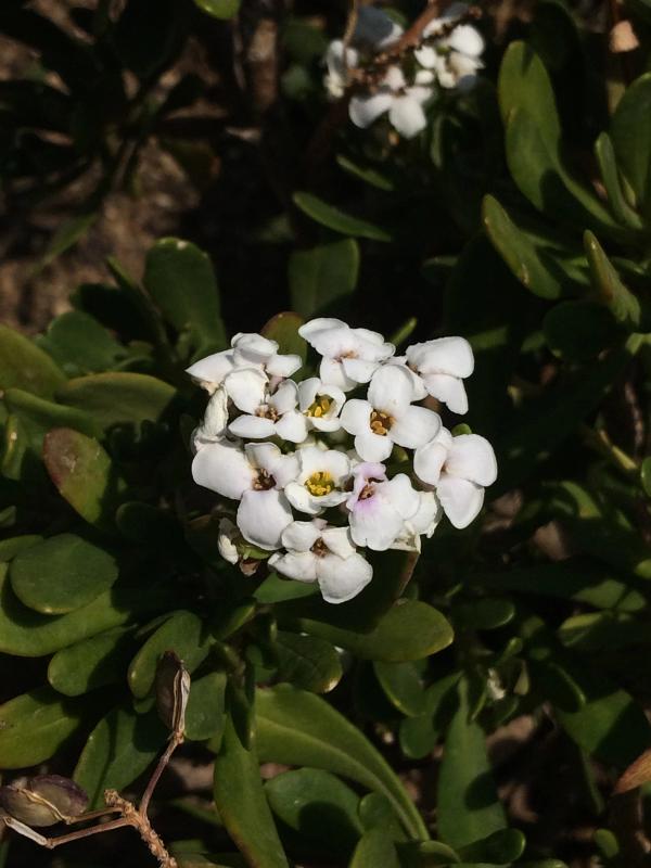 Iberis semperflorens