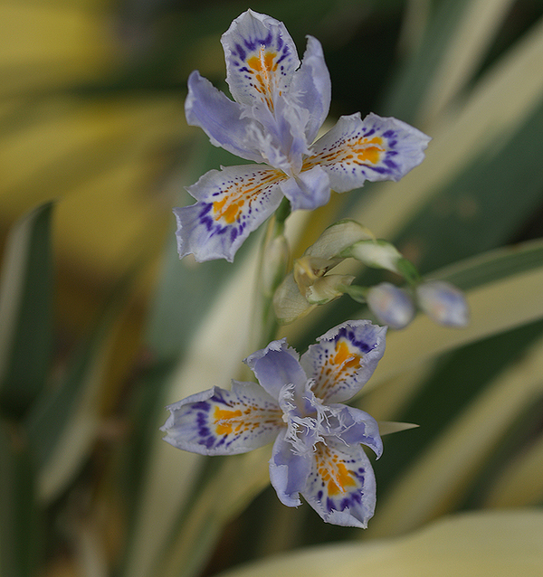 Iris japonica 'Variegata'