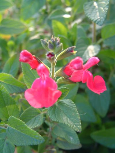 Salvia microphylla
