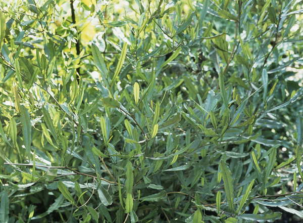 Dodonaea viscosa