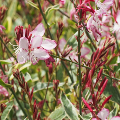 syn. Gaura