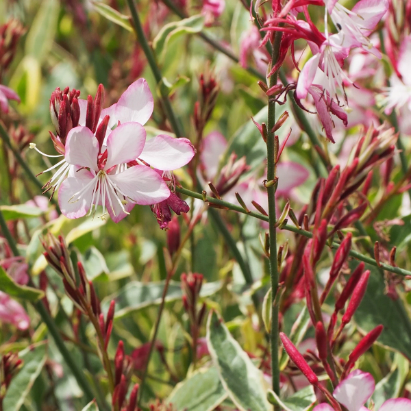 syn. Gaura