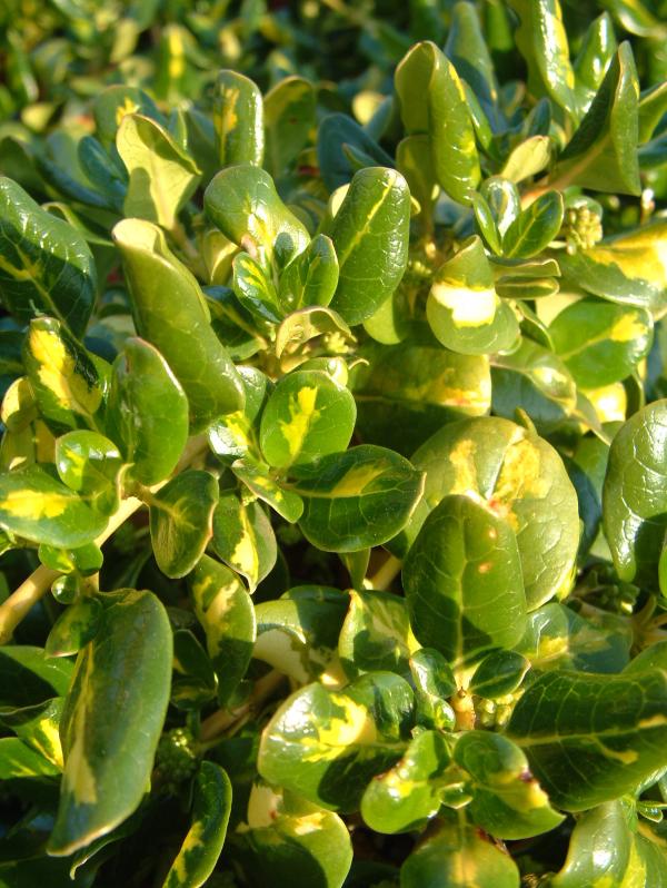 Coprosma repens 'Picturata'