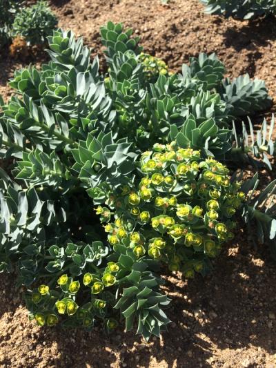 Euphorbia myrsinites