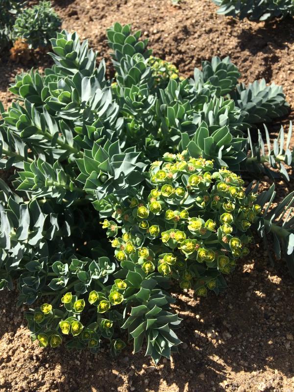 Euphorbia myrsinites