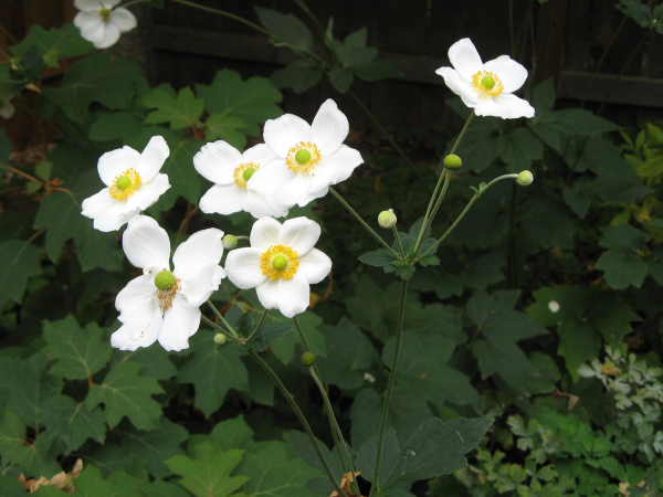 Anemone x hybrida 'Honorine Jobert'