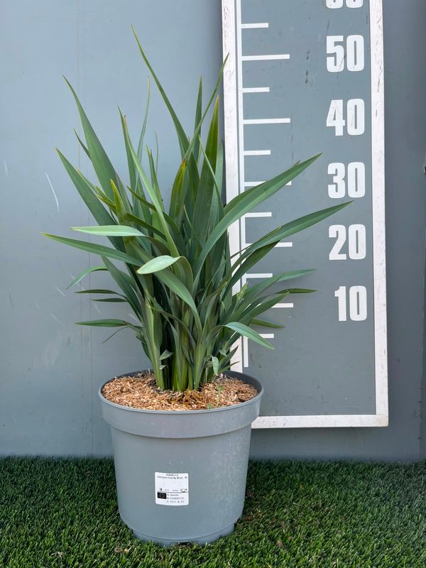 Dianella hybrid 'Clarity Blue' ®