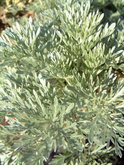 Artemisia 'Powis Castle'