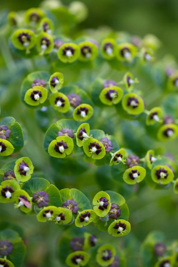 Euphorbia characias 'Black Pearl'