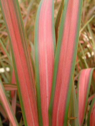 Phormium 'Jester'